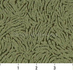 FERN